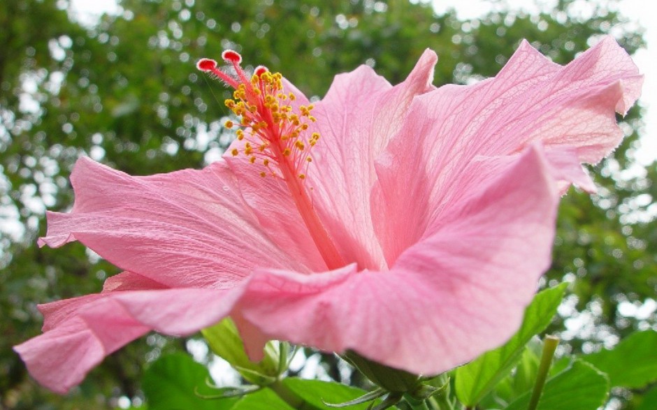 殷红素雅木槿花春日浪漫风格壁纸