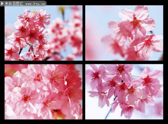 樱花图片唯美春日背景素材