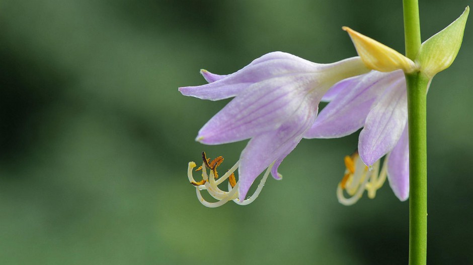 壁纸图片大全大图唯美浪漫紫色玉簪花