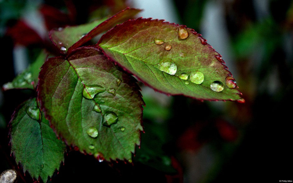 清新雨露浪漫风景个性高清电脑壁纸