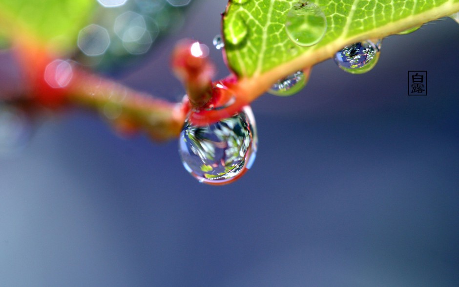 清晨雨后浪漫花卉水珠梦幻美景