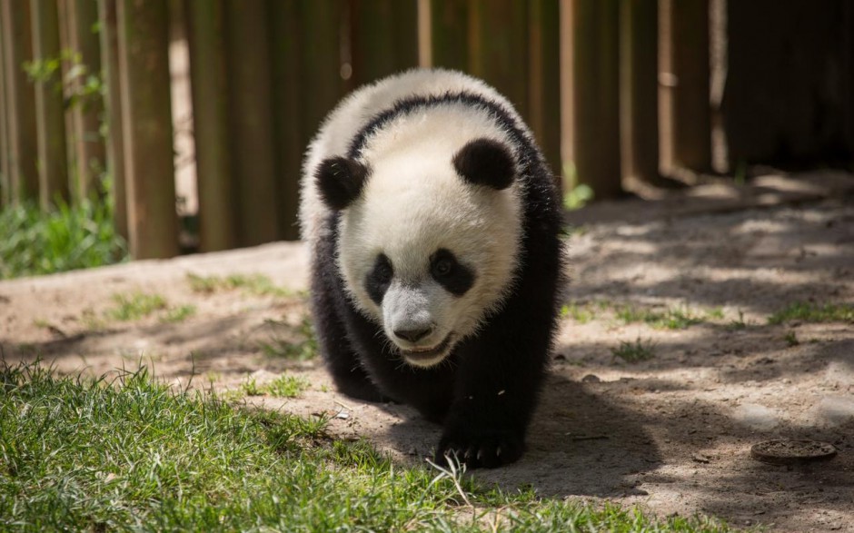 中国可爱的国宝大熊猫图片集锦