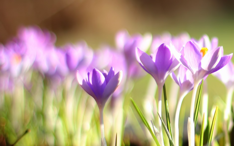 紫色小花朵春日晨光中绽放浪漫风景壁纸