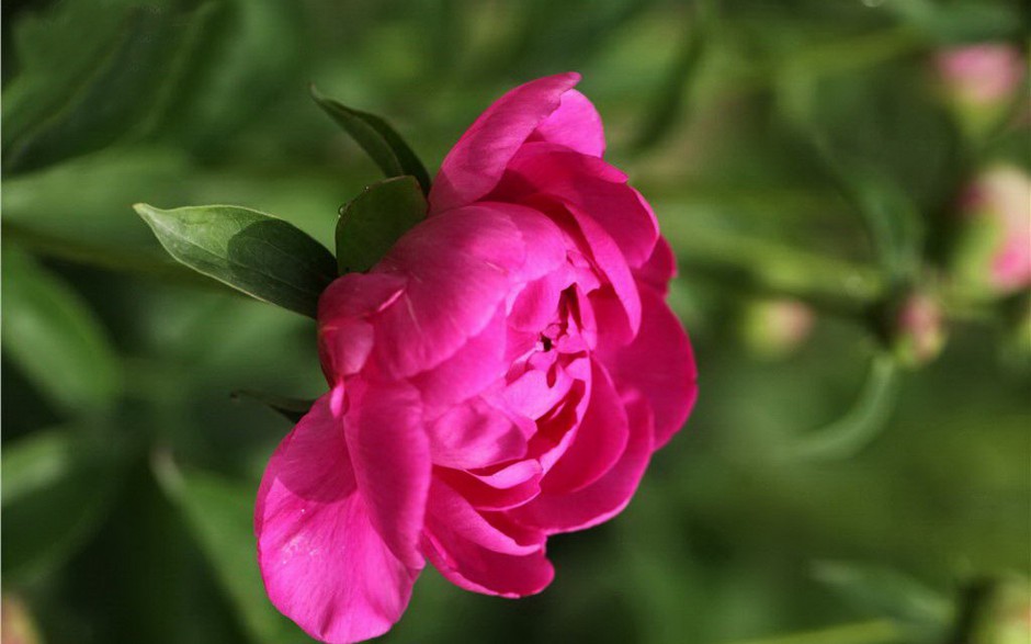 娇艳欲滴雨后芍药花图片壁纸