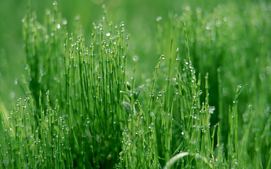 清新雨滴梦幻田野绿色风景高清壁纸