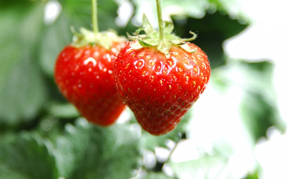 诱人鲜艳红草莓新鲜水果精美图集