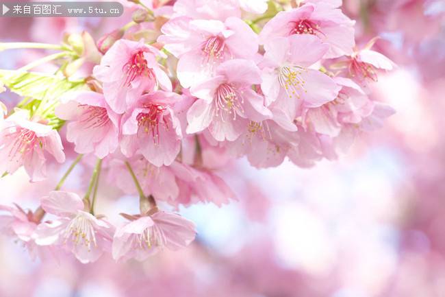 唯美粉色樱花背景图片素材