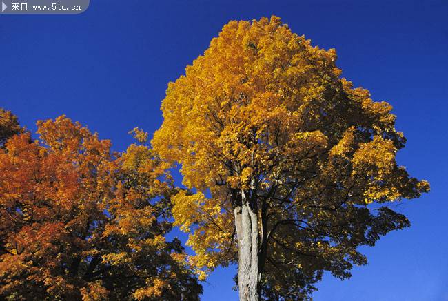 秋天的树高清摄影图片