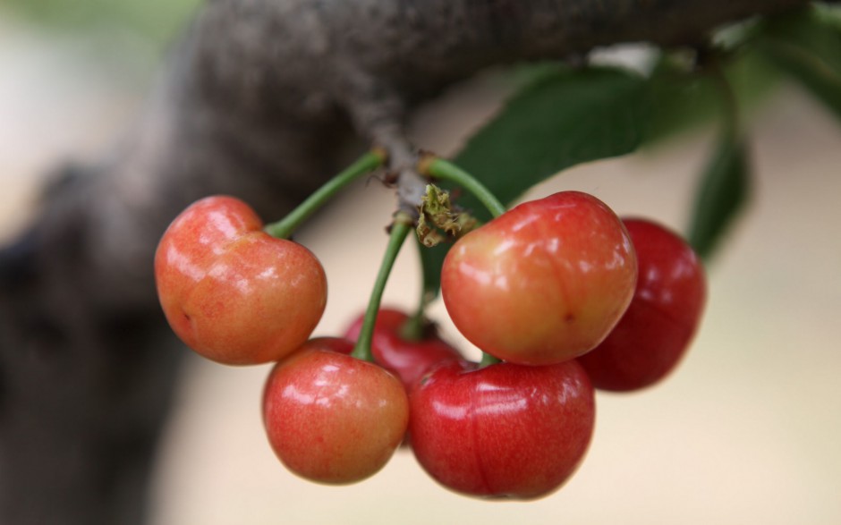 红樱桃挂满枝头水果美图秀