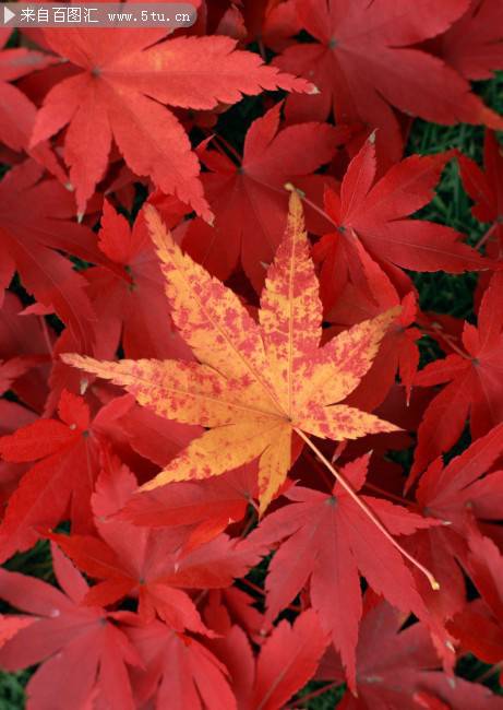 秋天枫叶壁纸鲜红夺目
