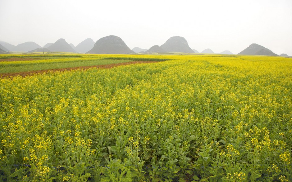 金黄金黄油菜花高清桌面壁纸