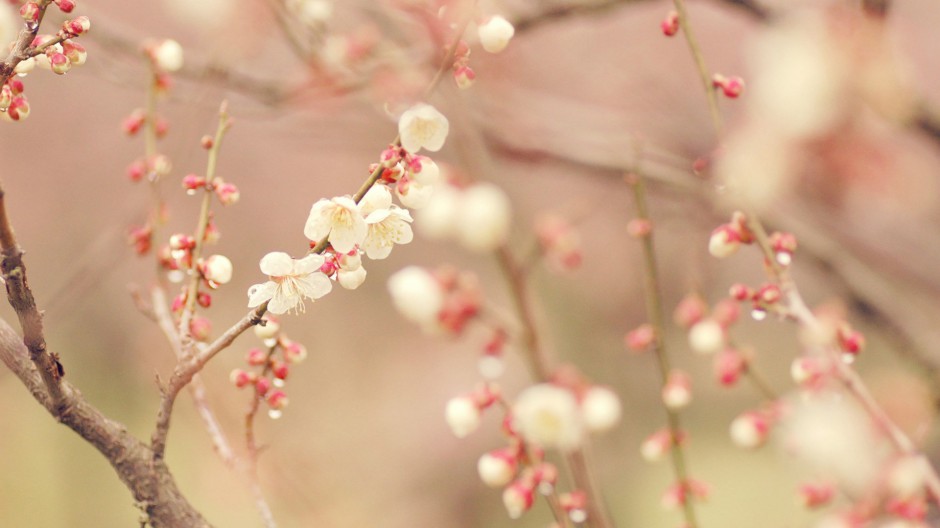 素雅唯美花卉浪漫风景壁纸