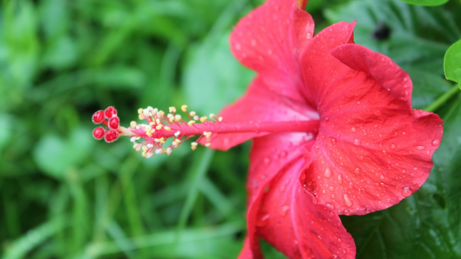 雨后娇艳木芙蓉清新风格高清壁纸