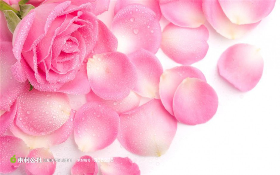 粉玫瑰花瓣高清图片素材