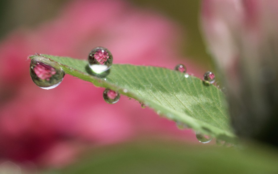清新雨滴梦幻田野绿色风景高清壁纸