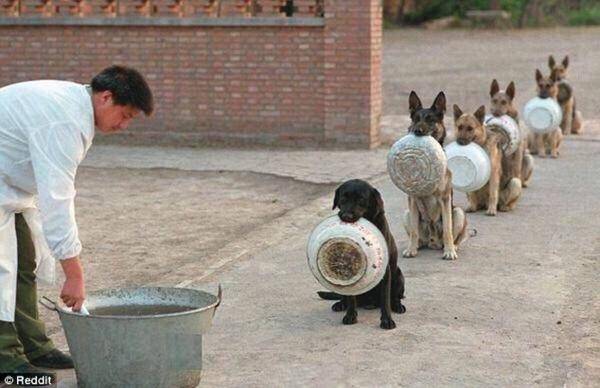 中国警犬学院警犬排队等待吃饭