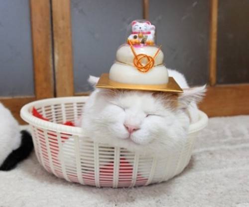 日本猫叔搞怪卖萌图片精选