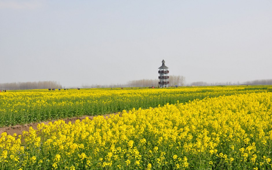 油菜花花田浪漫风景高清精美图集