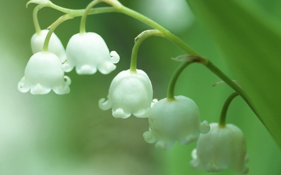 洁白铃兰花清新雨后风景壁纸