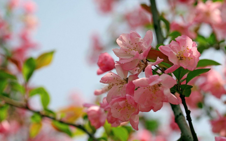 自然美丽海棠花风景桌面壁纸