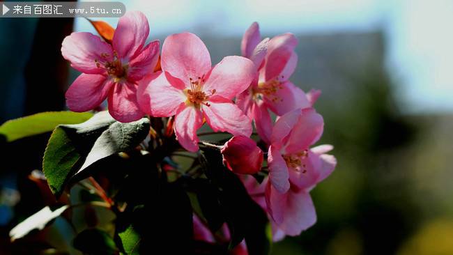 鲜艳夺目的海棠花摄影图片