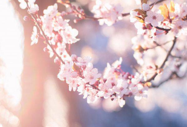 韩国浪漫唯美樱花图片素材