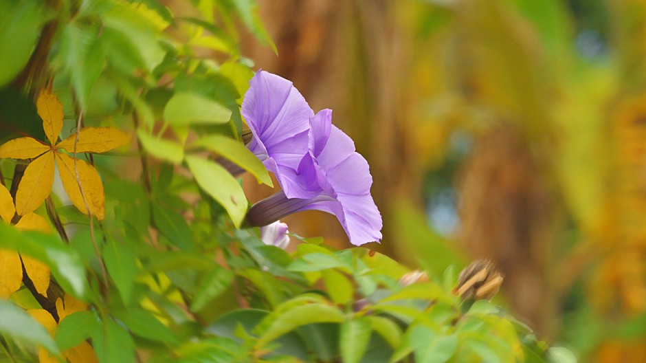 春日唯美牵牛花清新田原风景壁纸