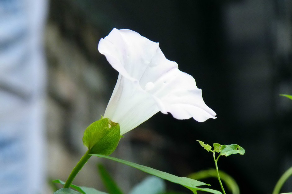 紫色牵牛花浪漫春日风景壁纸