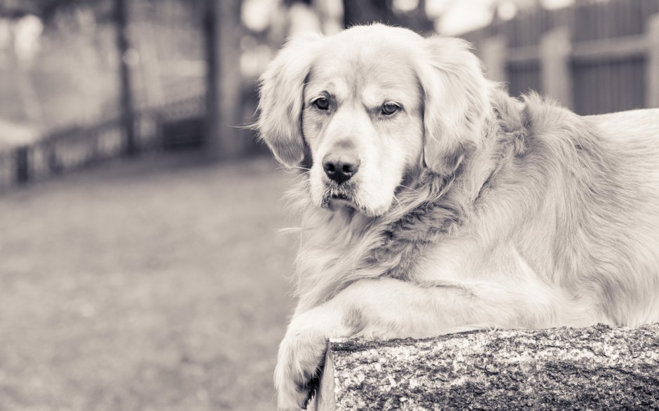 动物黄金猎犬金毛壁纸