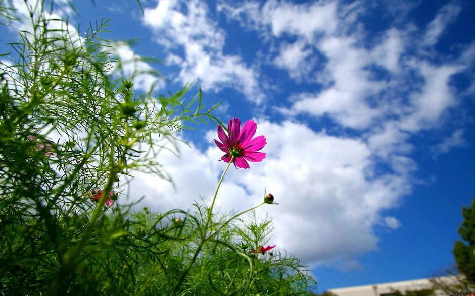 大波斯菊风中摇曳唯美风景壁纸