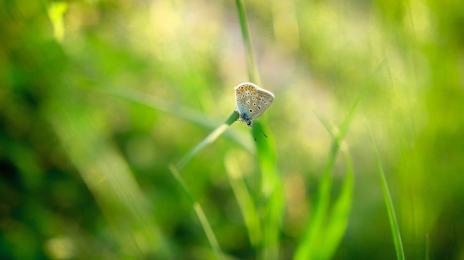 1366x768护眼绿色植物壁纸