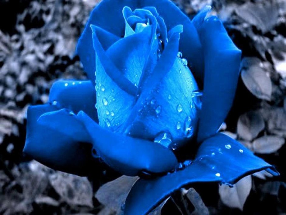 楚楚动人的蓝色玫瑰图片下载