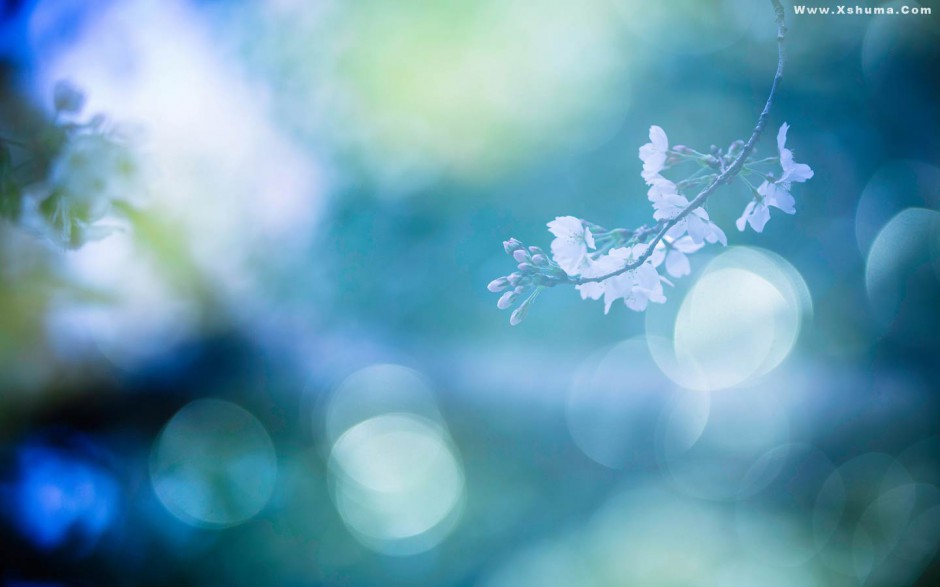 简约唯美花卉风景壁纸精选