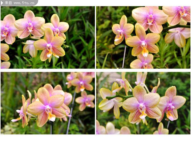 蝴蝶兰花图片大全稀有鲜花摄影素材