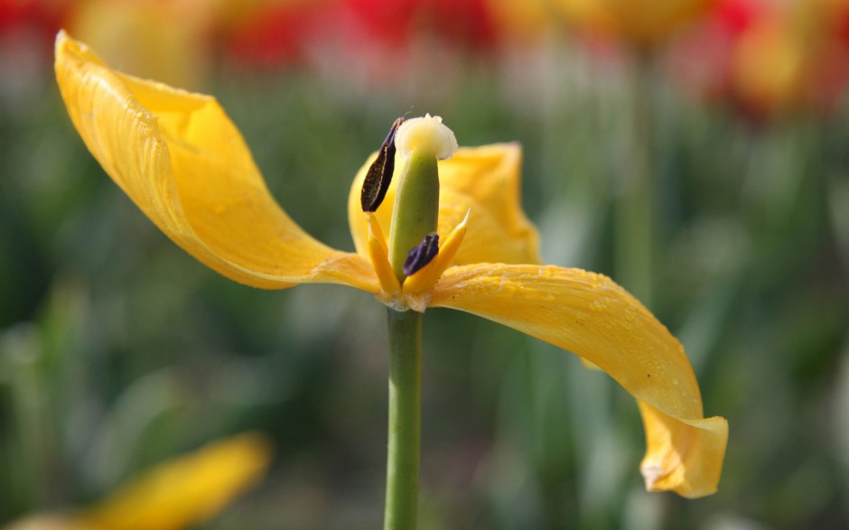 浪漫郁金香风中唯美摇曳