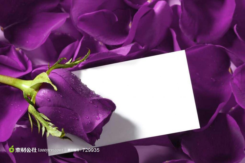 神秘魅力的紫玫瑰图片