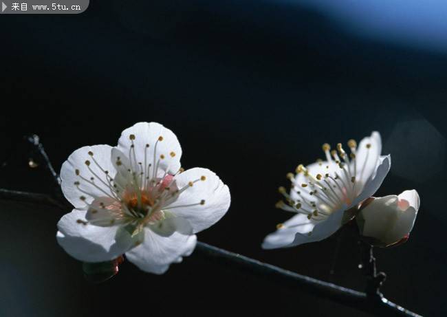 温暖春日的桃花摄影图片