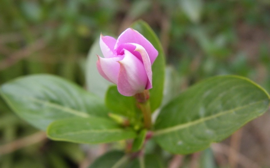 粉嫩长春花浪漫风格高清壁纸