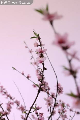 粉色桃花图片摄影特写