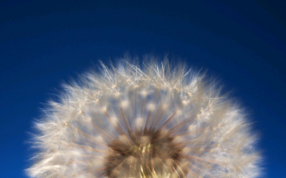 蒲公英浪漫自然田原风景简约高清图片