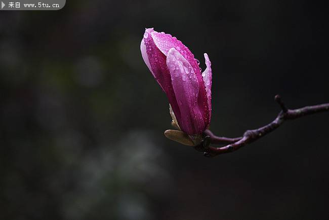 紫玉兰花图片下雨天浪漫植物壁纸