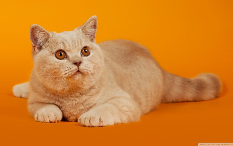 猫猫可爱桌面壁纸