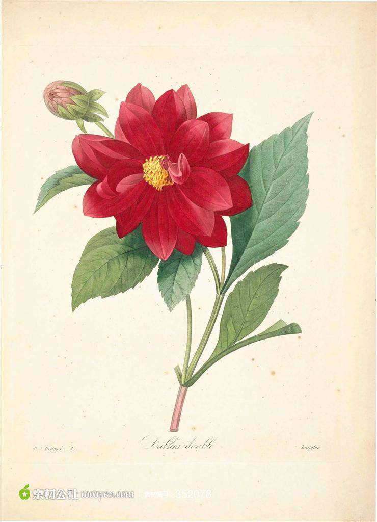 植物图片素描优雅红色玫瑰花壁纸