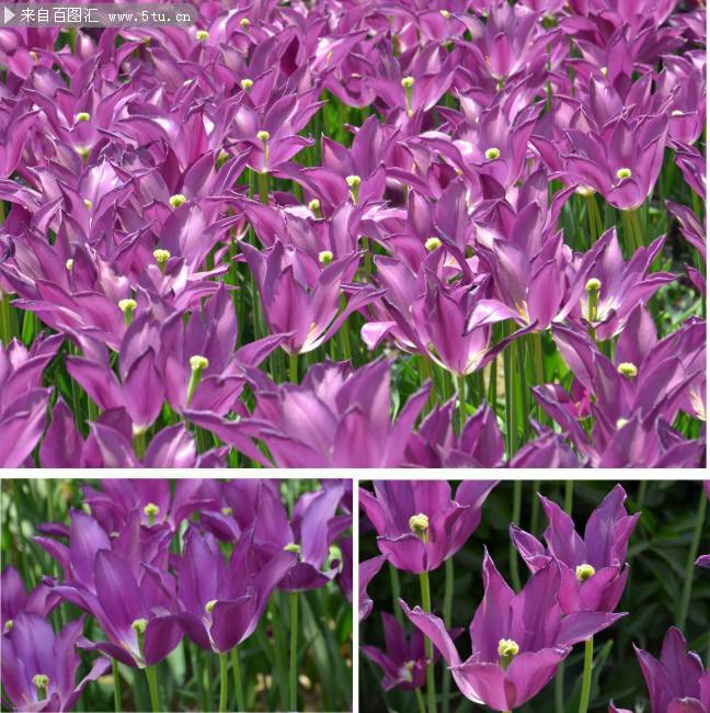 紫色郁金香图片下载