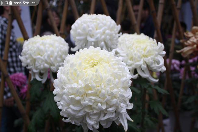 花团锦簇的白菊花图片