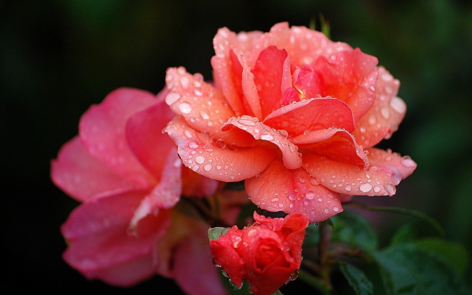 明亮艳丽雨后清新花卉唯美图片