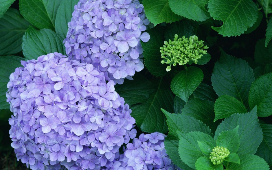 紫色的美丽花朵高清图片