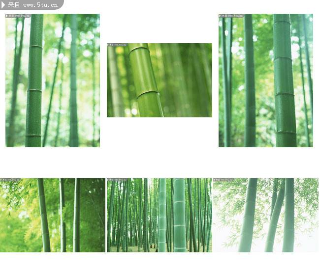 嫩绿的竹林摄影图片