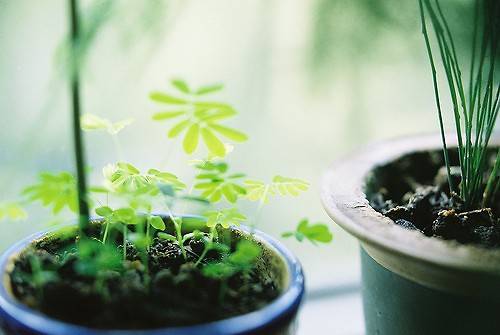 文艺范唯美意境个性花卉图片素材大全