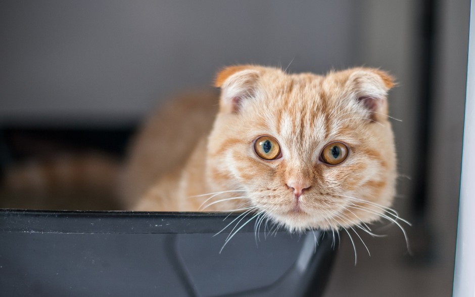 苏格兰折耳猫可爱的图片精选